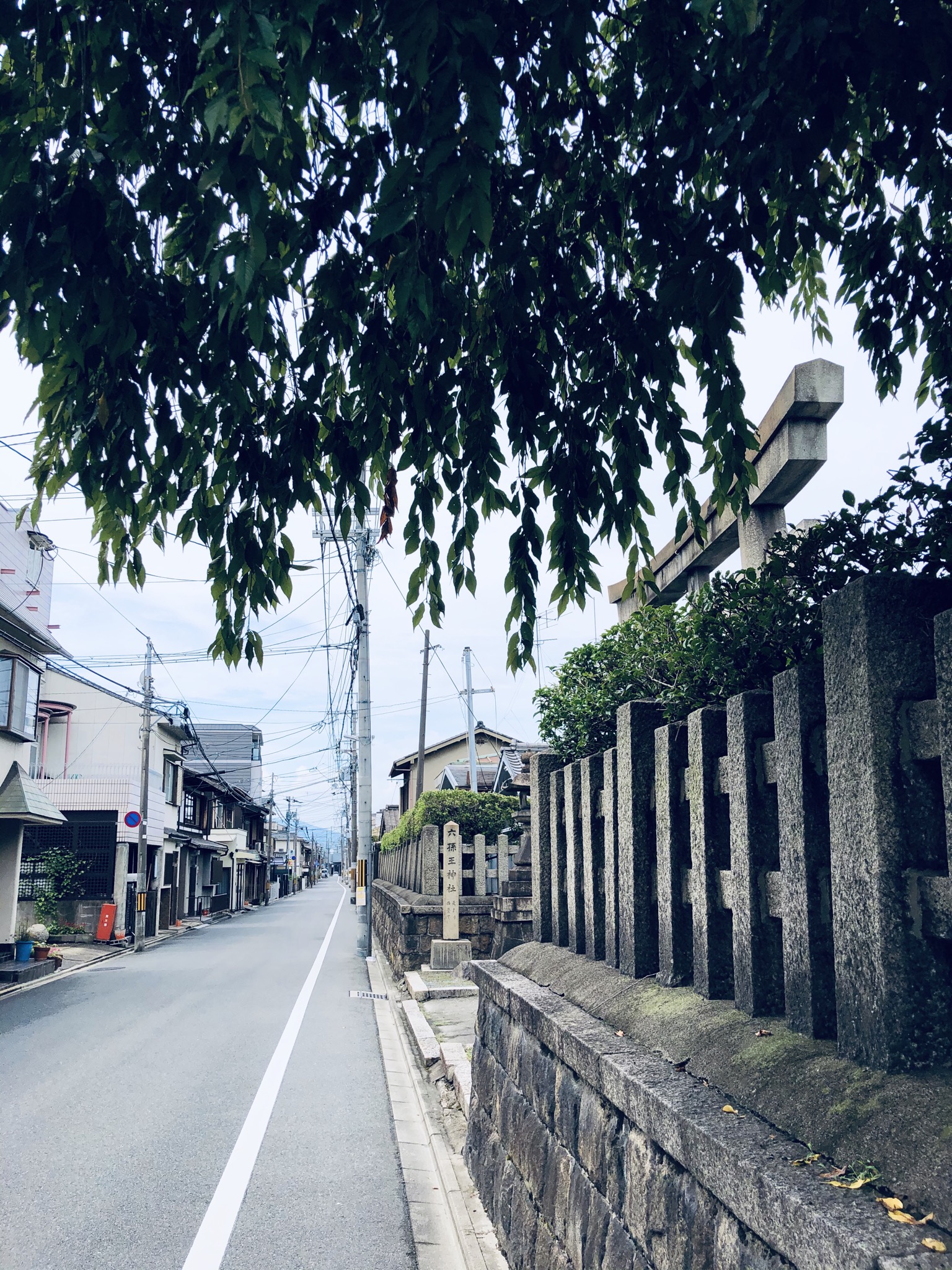 百日紅