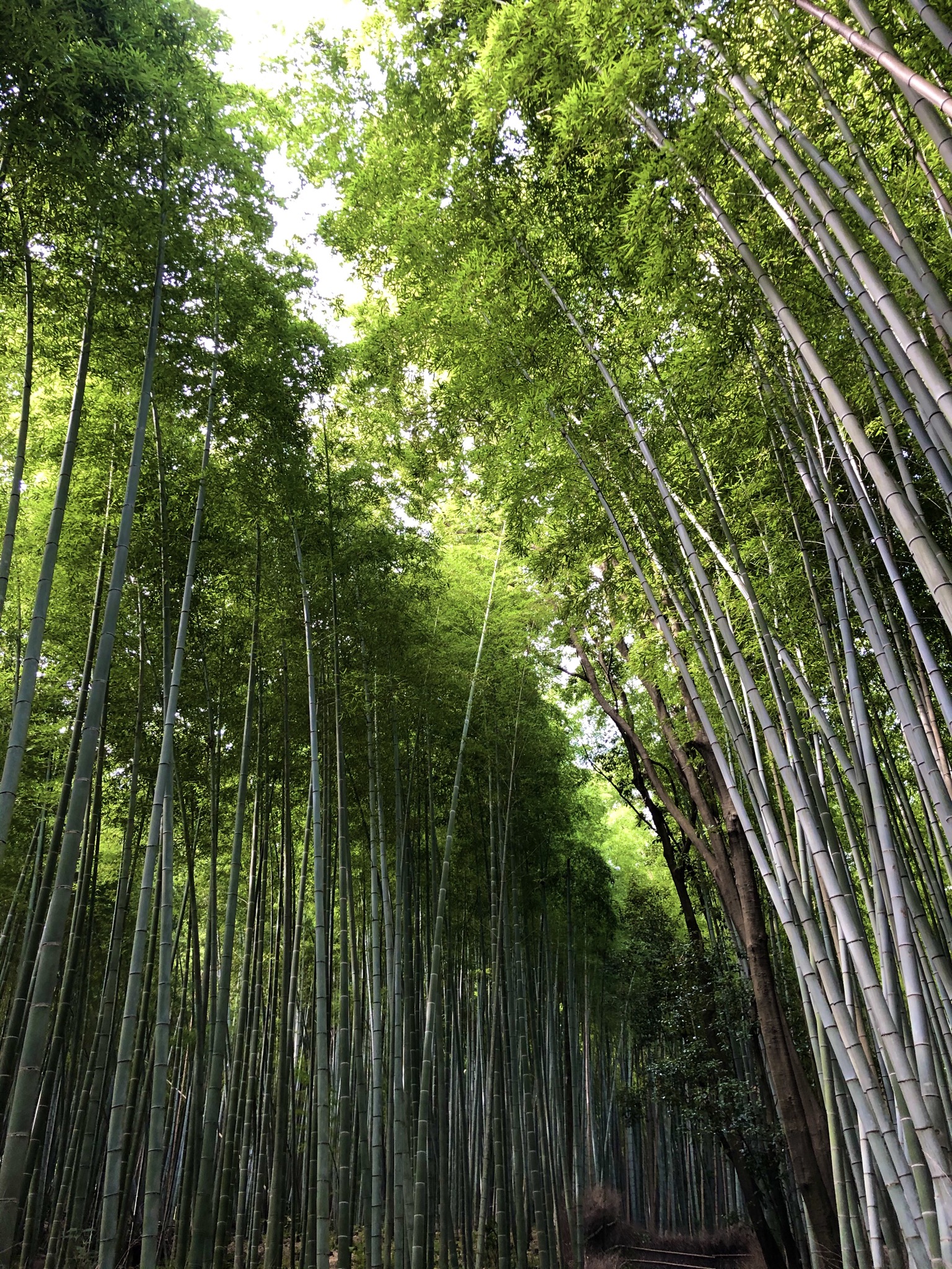 地域共通クーポン使えます!