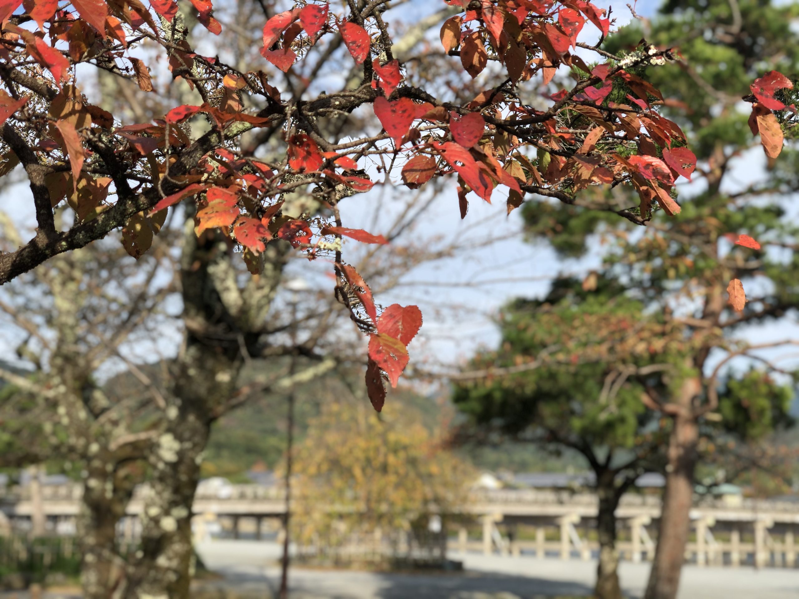 紅葉スポット🍁