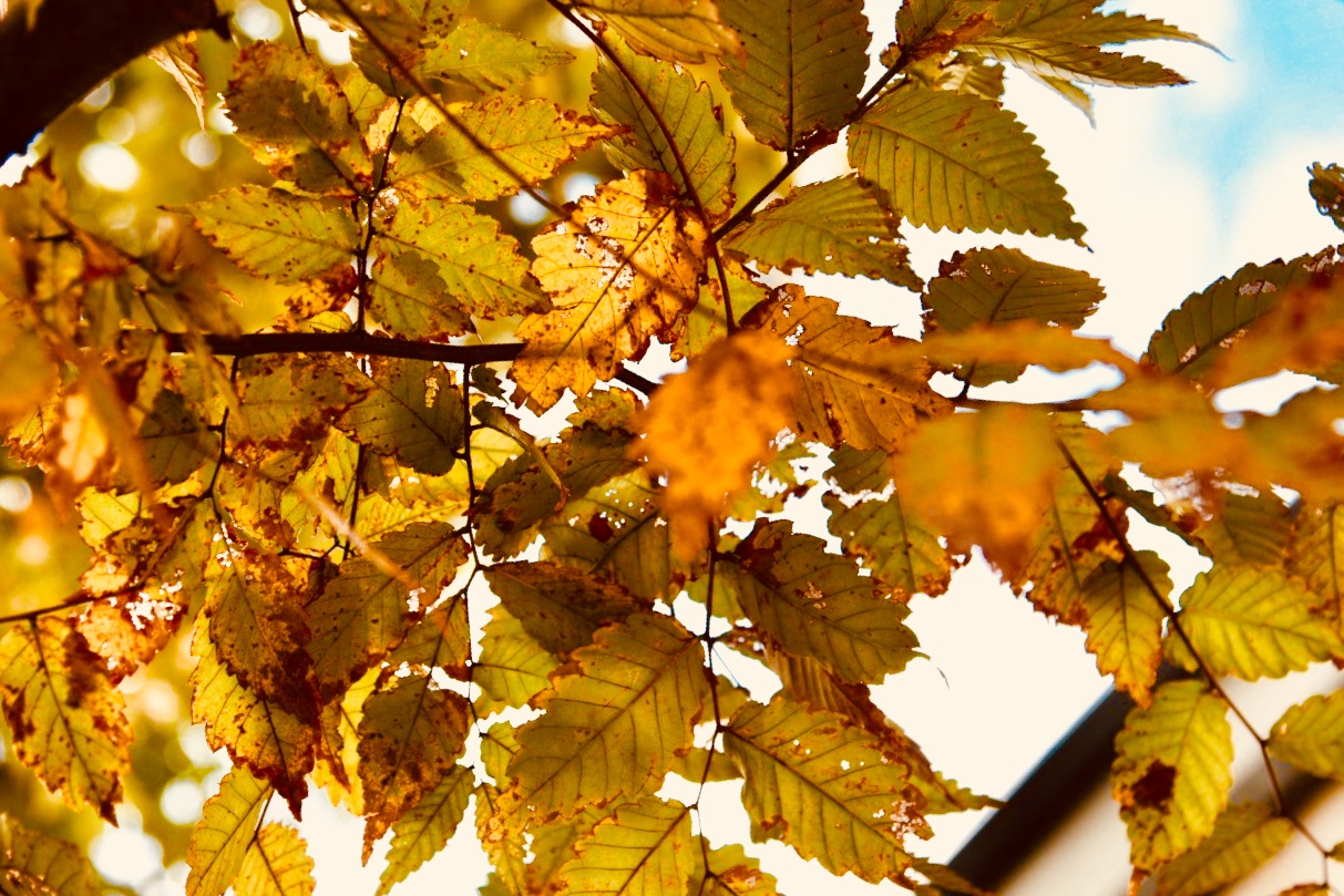 もみじ苑🍁