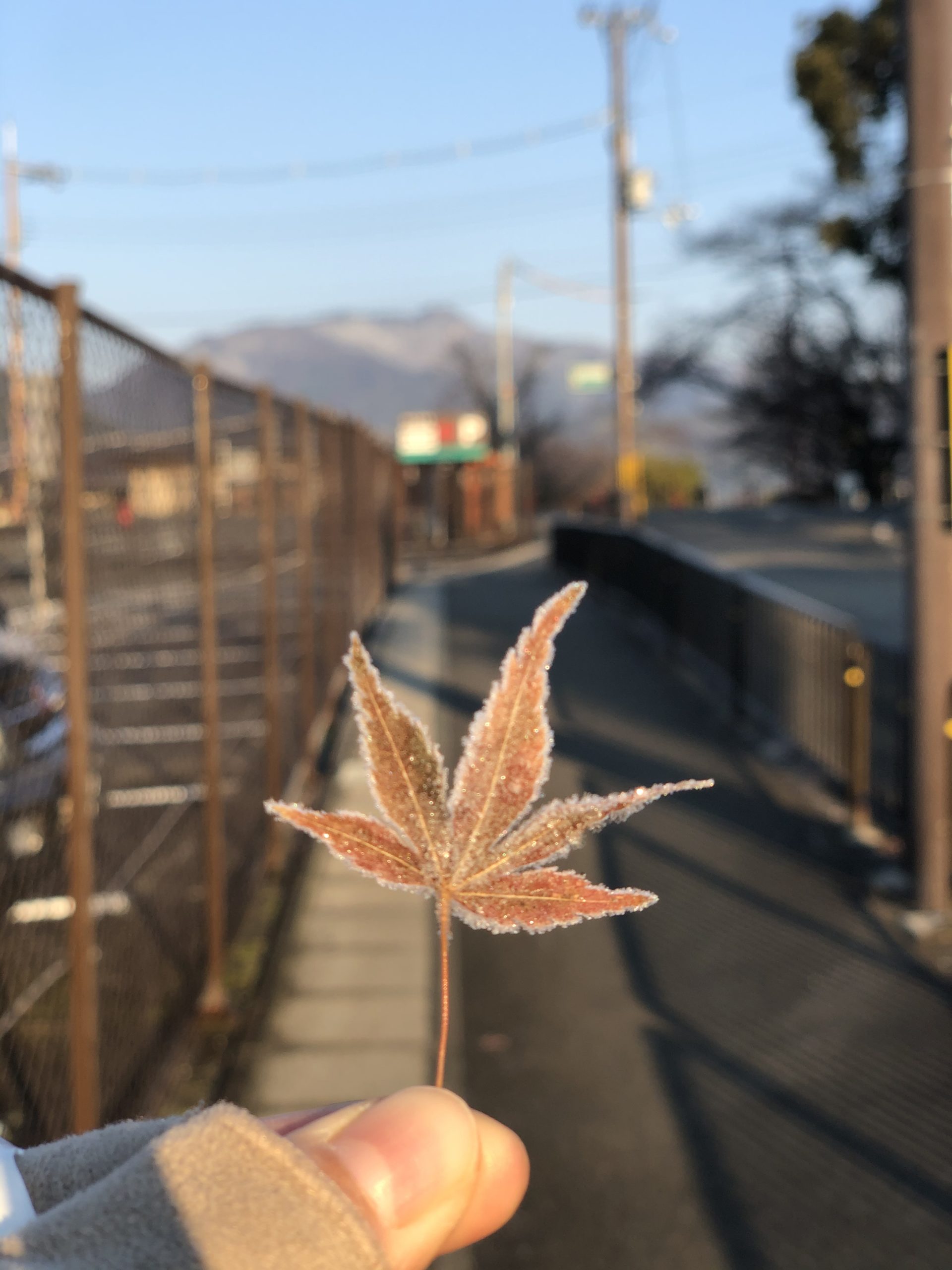 凍った嵐山❄️