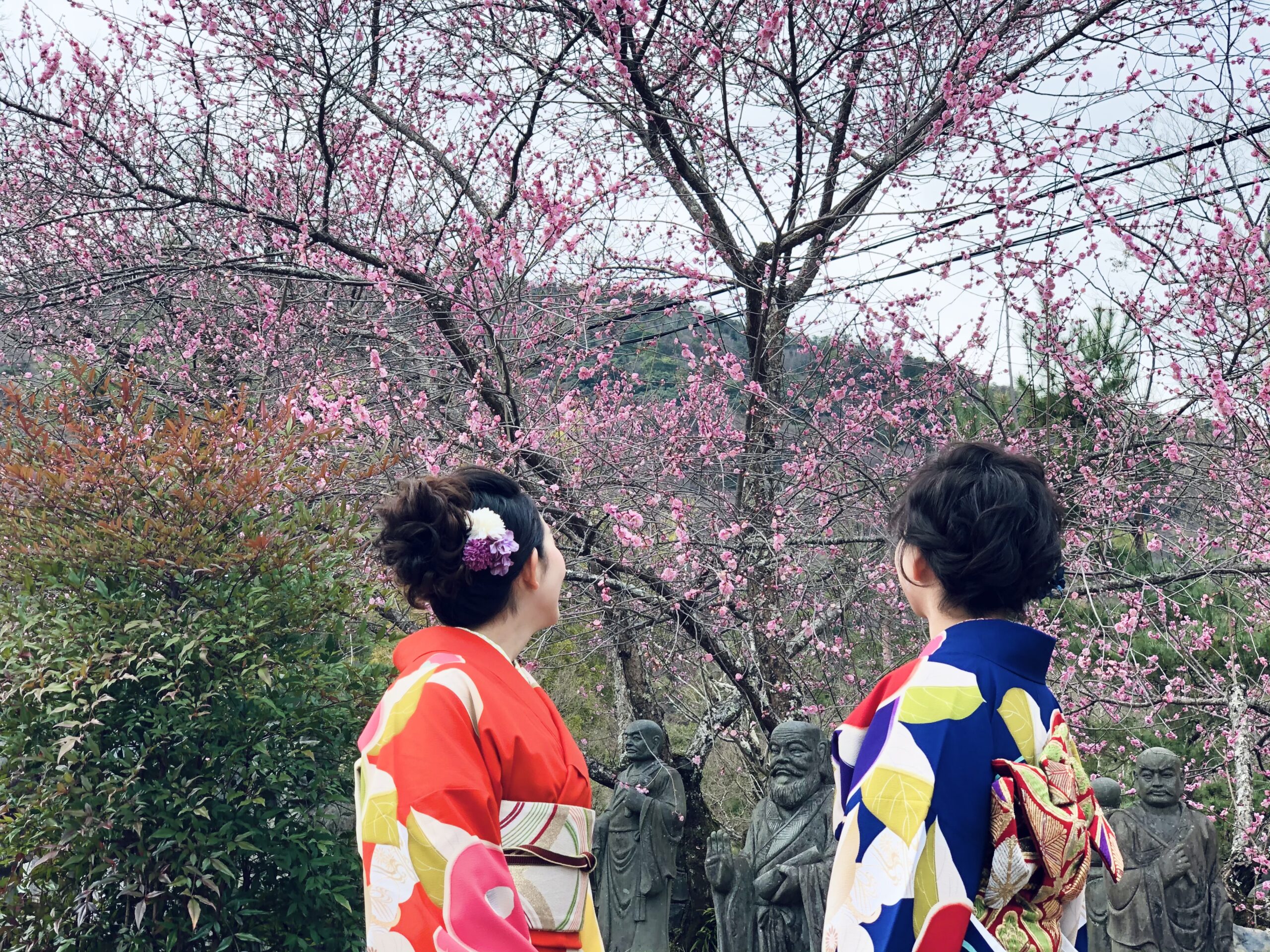 嵐山に咲く梅の花🌸