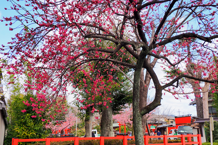 車折神社🌸