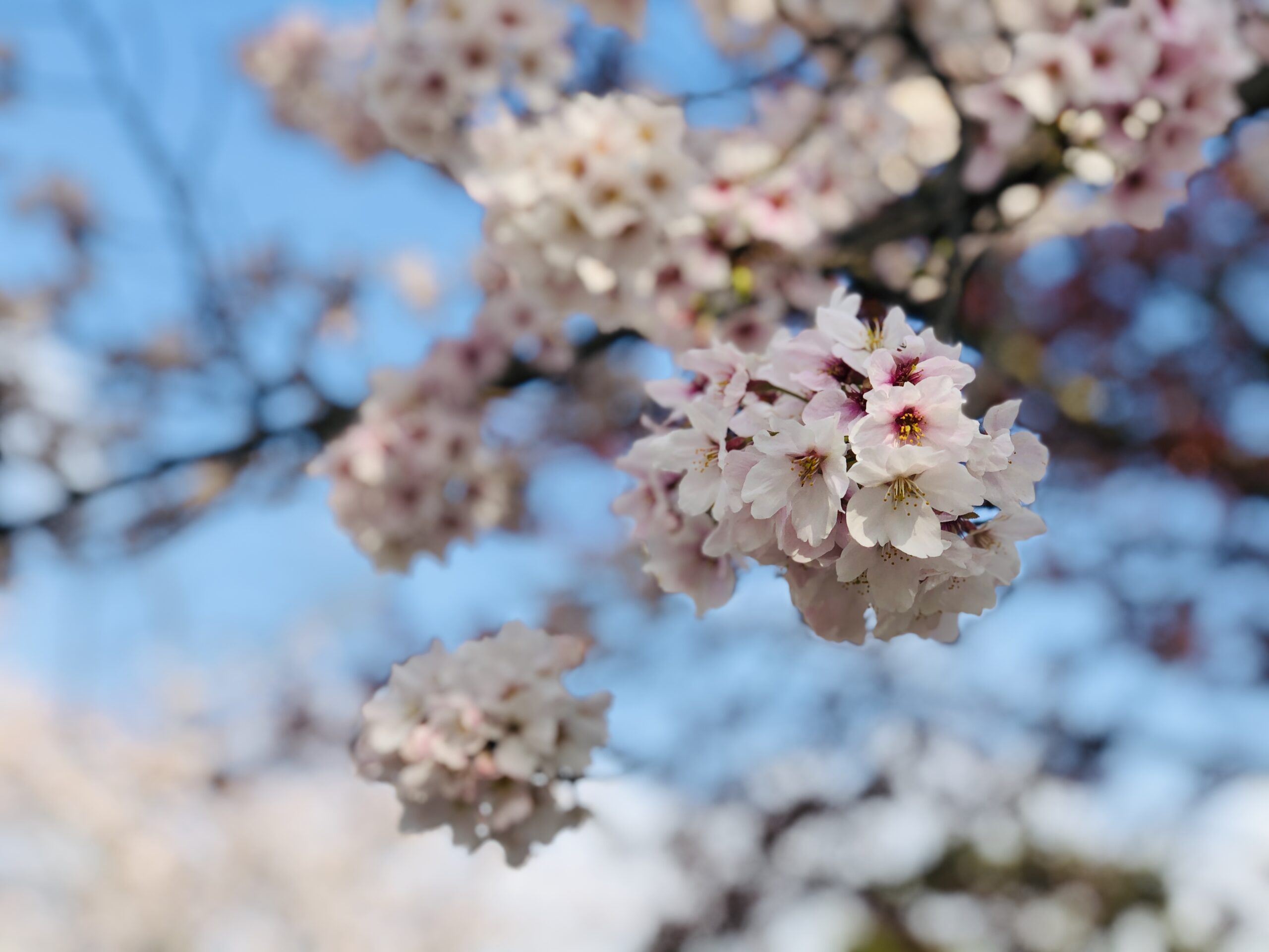 もうすぐ桜の開花です🌸