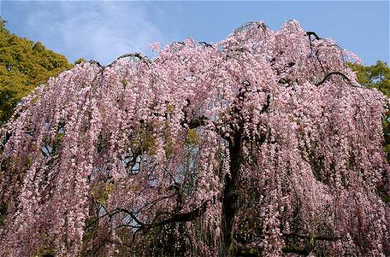 京都御所🌸