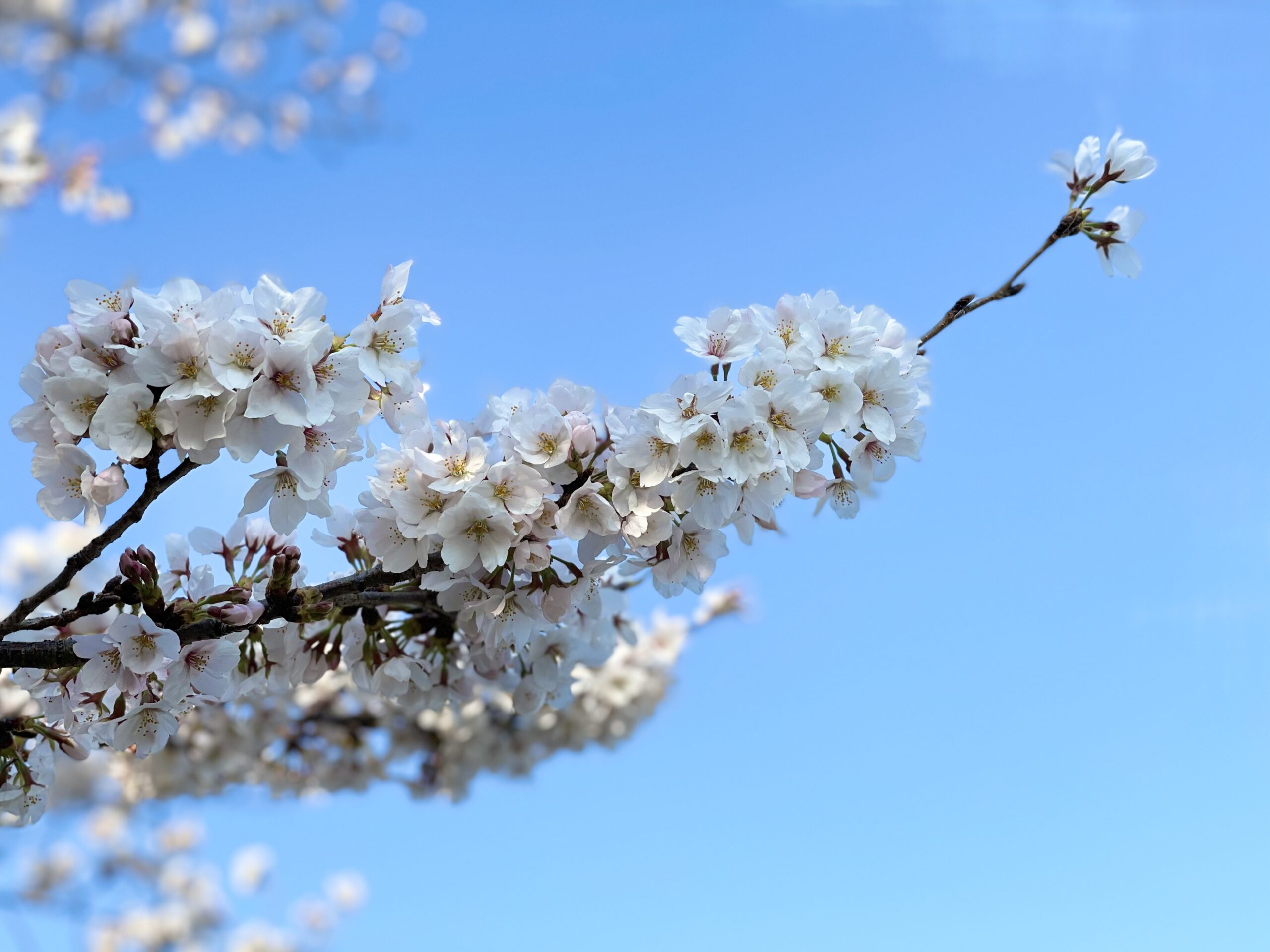 今朝の桜🌸