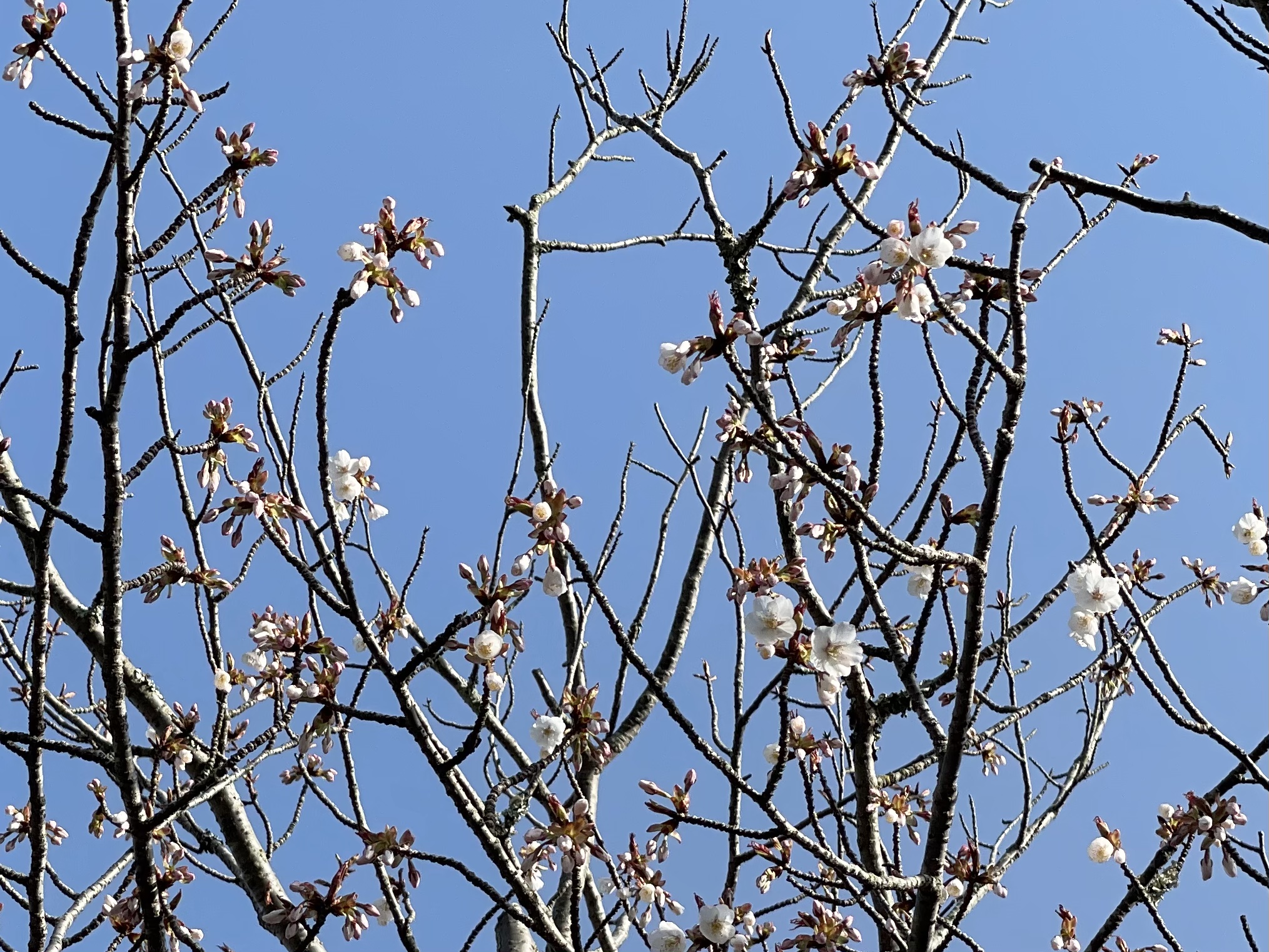 嵐山桜情報🌸